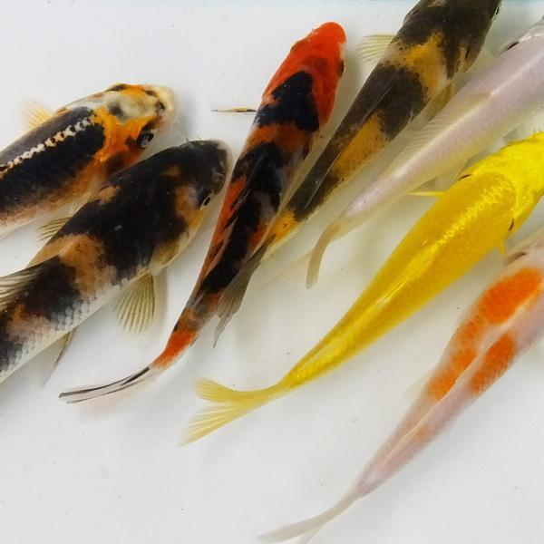 錦鯉Mix (M) 鯉 色鯉 13cm~15前後 10匹拍卖