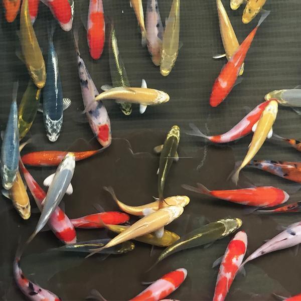 錦鯉Mix (SS) 鯉 色鯉 7cm~10cm前後 20匹 生体拍卖