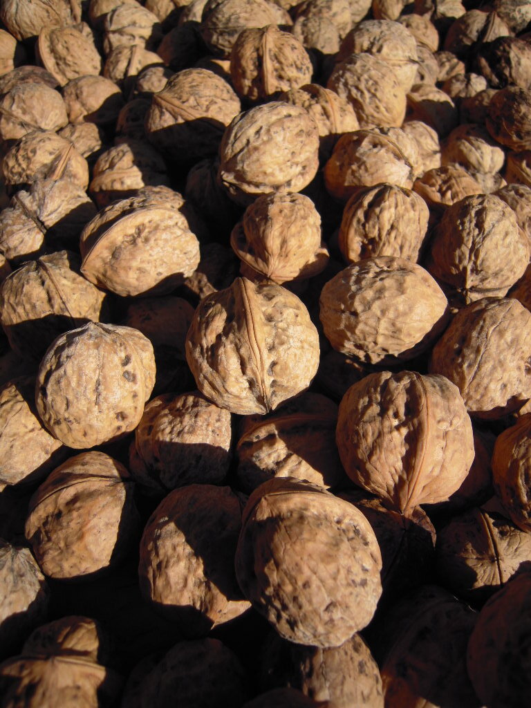 令和7年産 信州産無農薬 くるみ 【3kg】(殻付き) 期間限定!数量限定!販売 健康食品 クルミ 胡桃拍卖