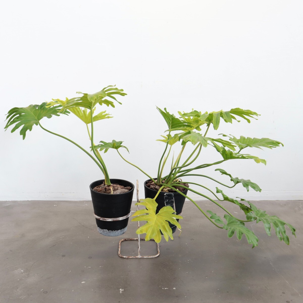 #3067 アメリカ アンティーク ガーデニング プランターラック ワイヤーラック シャビーシック ディスプレイ拍卖