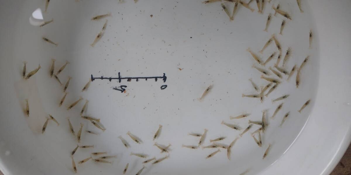 「p_mint」◇大量80サイズ発送。650匹+α ●午前着(受け取り)地域限定◯Sサイズ 天然ミナミヌマエビ ◯ 2cm迄のエビ発送◯即決◯拍卖