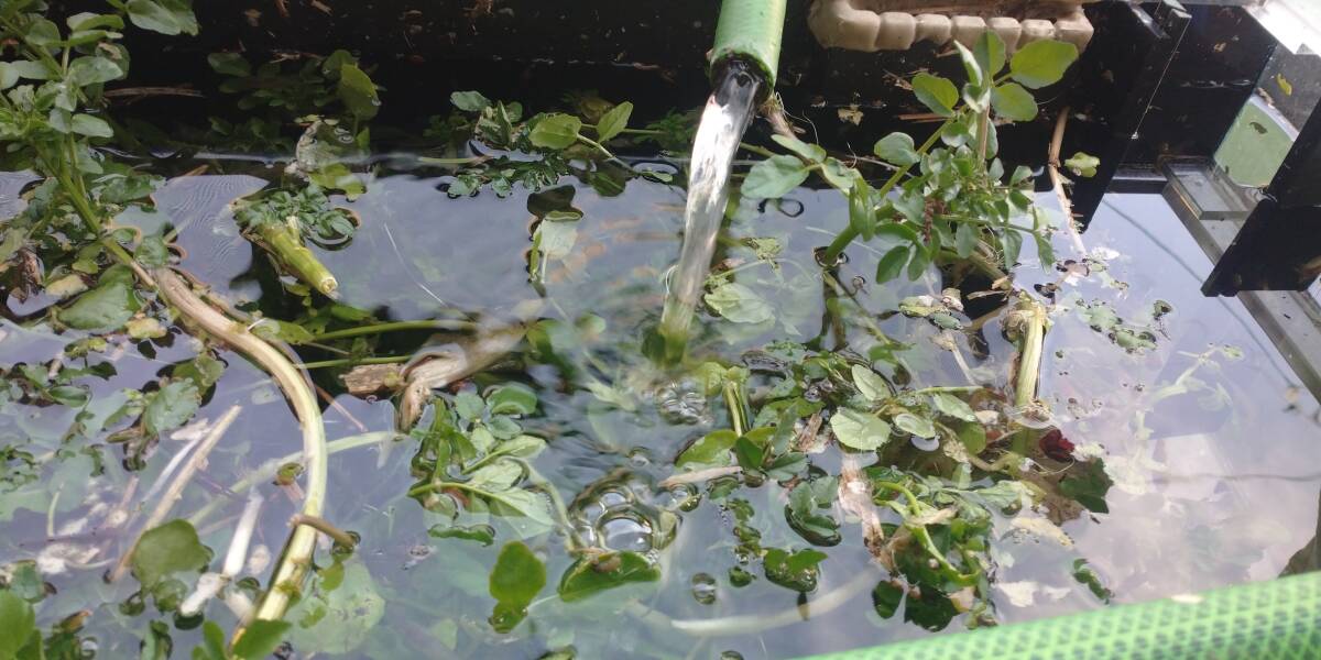 「p_mint」◇ 一番清潔な天然ミナミヌマエビ 300匹+α 2cm前後●ヤマト60サイズ発送●365日井戸水掛け流し管理。◯即決◯拍卖