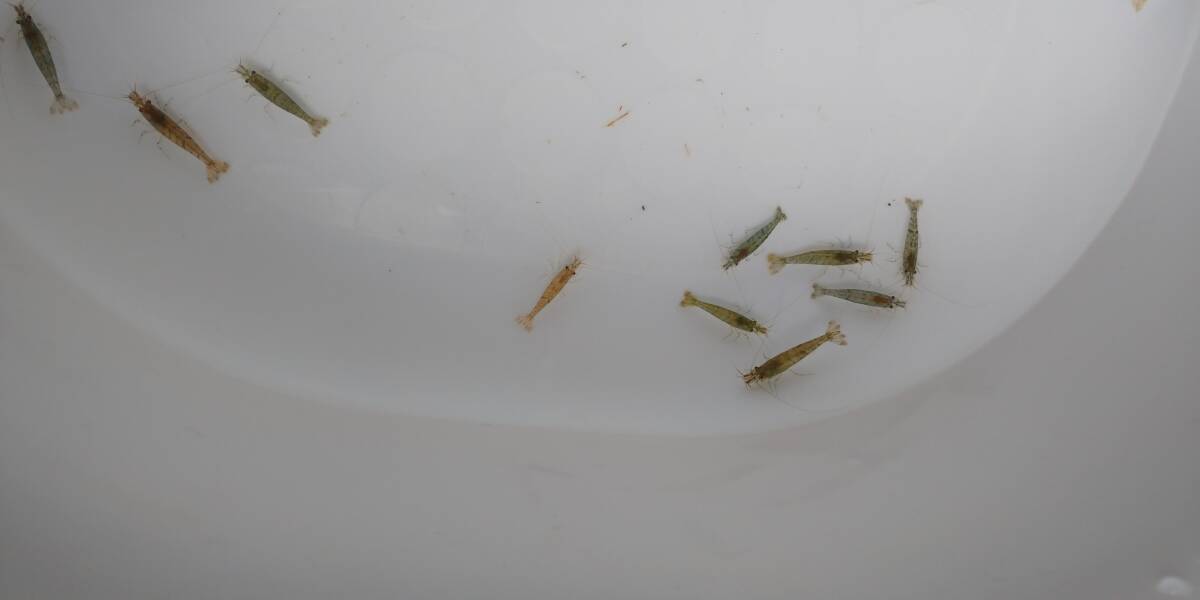 「p_mint」●送料無料●翌日着 突然変異個体天然ミナミヌマエビ 50匹+α (ポスト投函着)死着保証無し。●即決●b拍卖