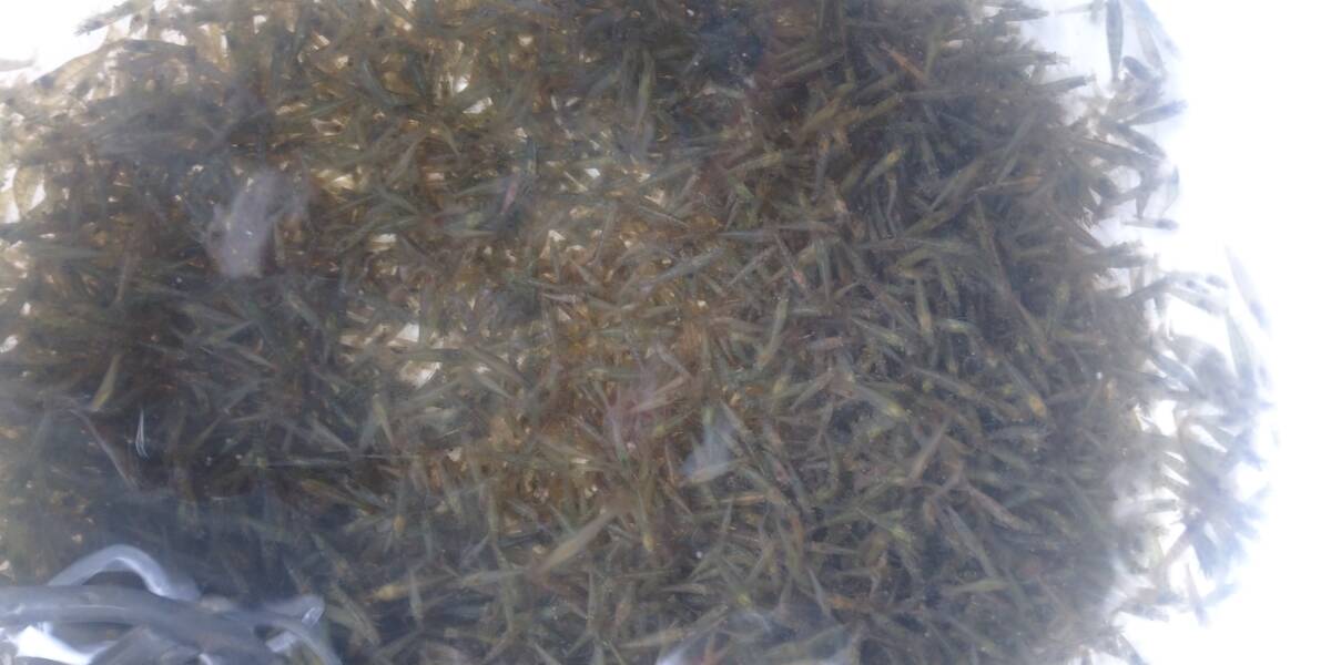 「p_mint」(翌日着)送料無料●天然ミナミヌマエビ、突然変異個体入ります。 50匹+α (ポスト投函着)死着保証無し。●即決◯c拍卖