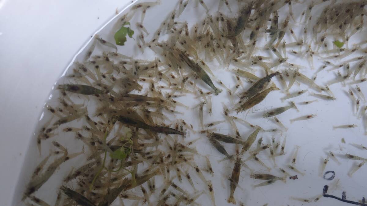 「p_mint」◇ 400匹+α●即決●●岐阜県産 天然ミナミヌマエビ 1,5cm~3cm前後 ヤマト80サイズ着払い発送 ●死着保証無し●拍卖