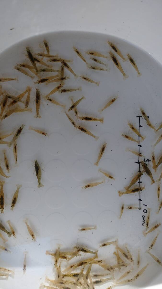 「p_mint」◇ 即決!!◯天然ミナミヌマエビ 250匹+α 2cm前後◯岐阜県一級河川産!! ●ゆうパック発送●拍卖