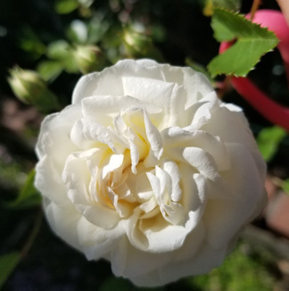 ★四季咲き つるOR★プロペリティ♪送料300拍卖