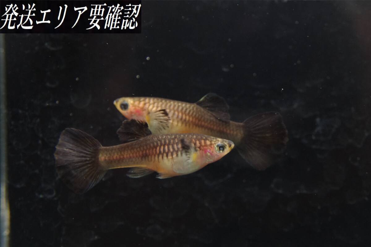 【Big_dream】(西日本限定発送) 国産グッピー タイガーフルブラック ♀3匹 親 拍卖