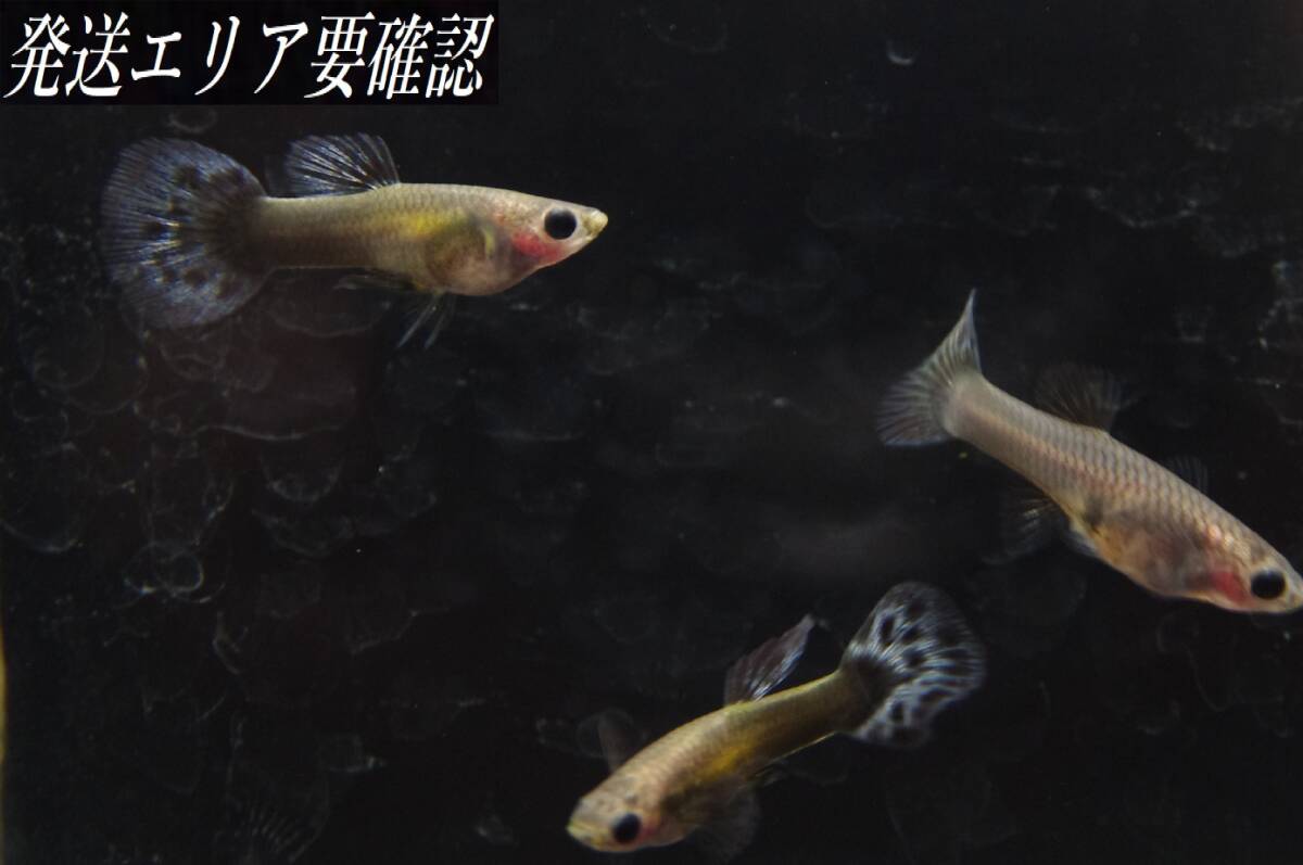 【Big_dream】(西日本限定発送) 国産グッピー プラチナブルーモザイク(グラスベリー) ♀3 ♂2 若個体拍卖