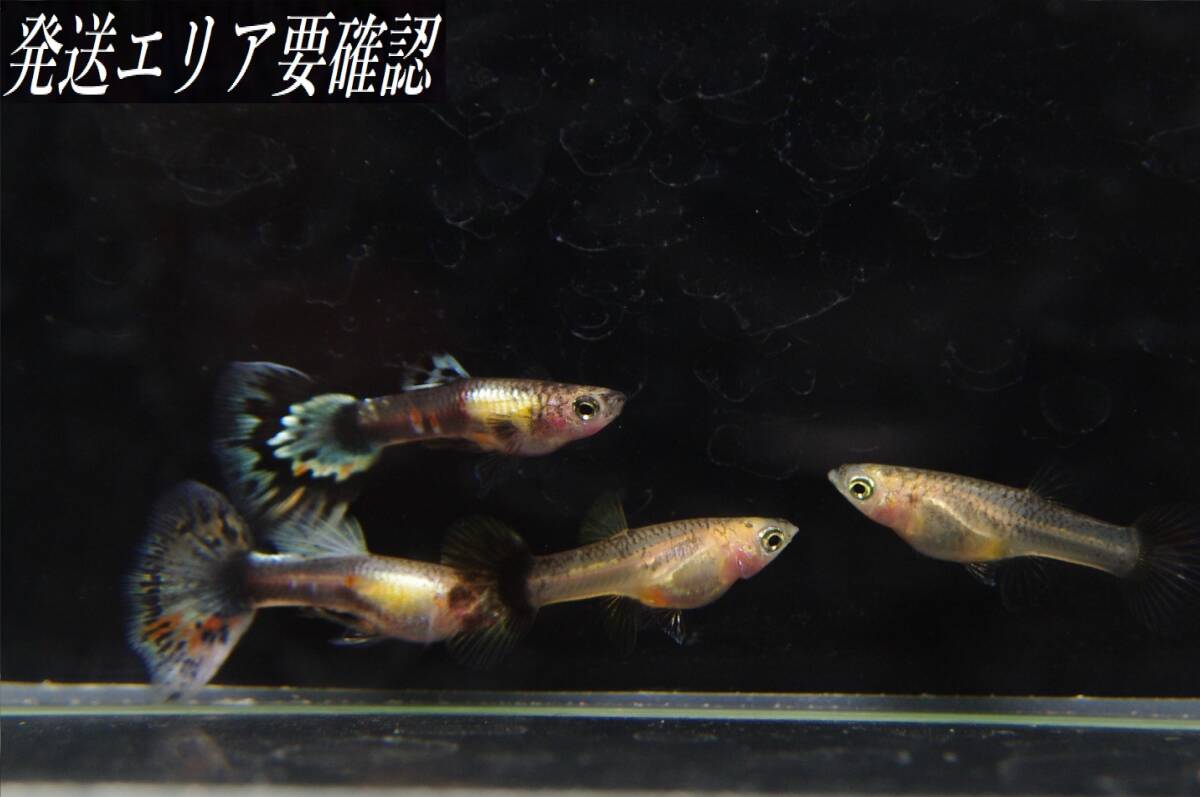 【Big_dream】(西日本限定発送) 国産グッピー タイガープラチナモザイク ♀3 ♂2 若個体拍卖