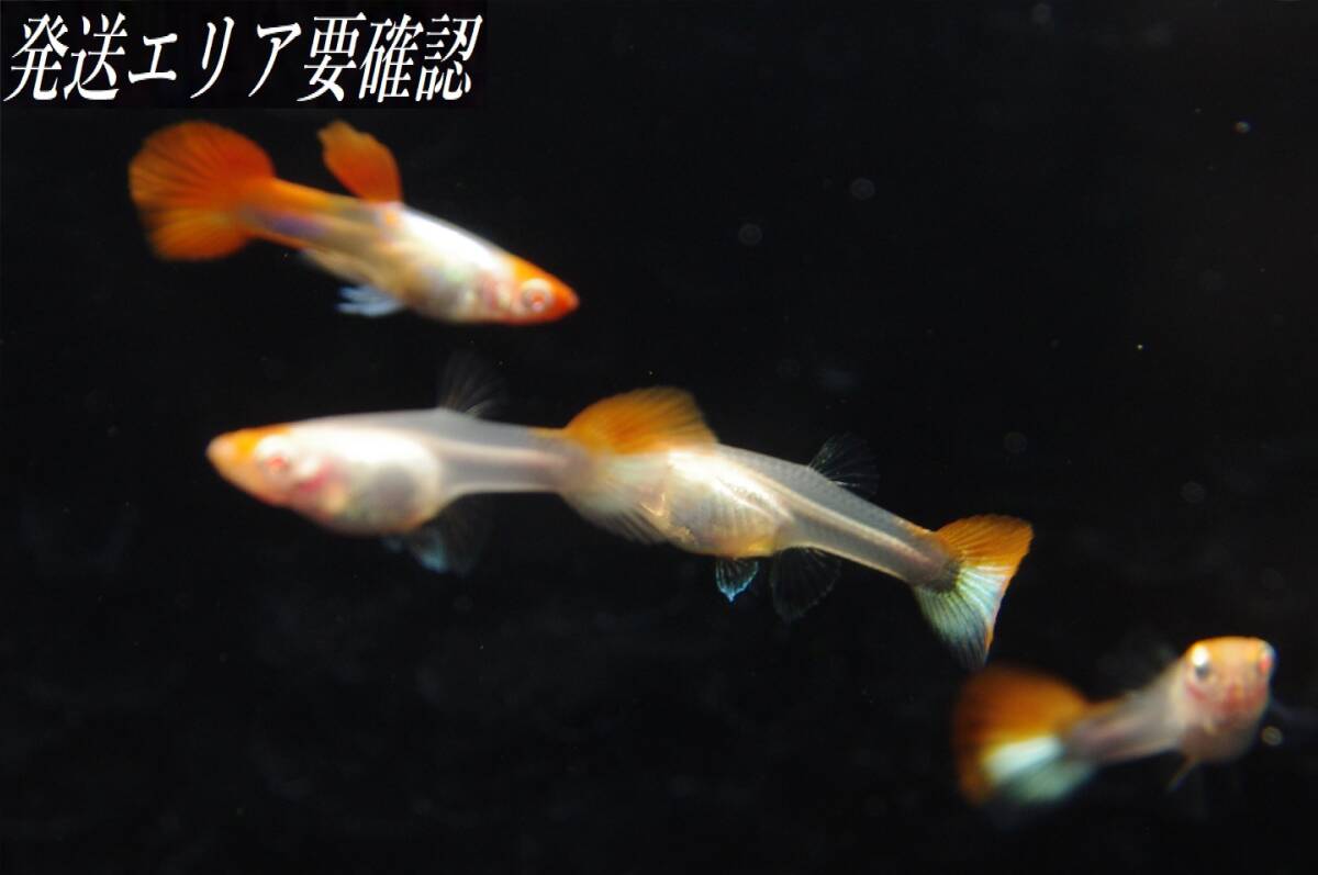 【Big_dream】(西日本限定発送) 国産グッピー RRE.A丹頂プラチナレッドテール ♀3 ♂2 若個体(小さめ)拍卖