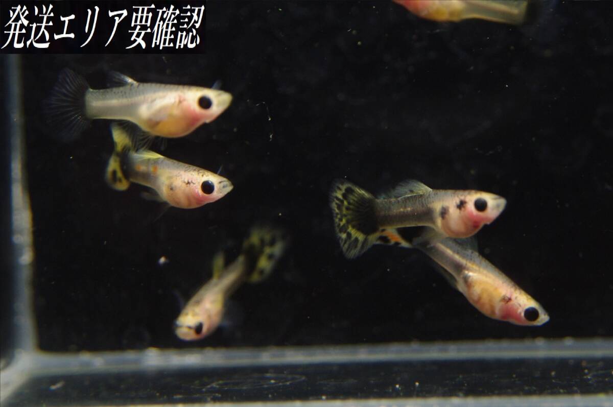 【Big_dream】(西日本限定発送) 国産グッピー タイガープラチナモザイク(グラスベリー) ♂3 ♀2 若個体(小)拍卖
