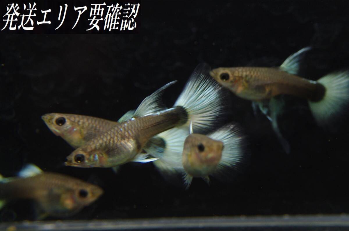 【Big_dream】(西日本限定発送) 国産グッピー ドイツイエロータキシード リボン♀2 ノーマル♀3 ♀計5匹 若親拍卖
