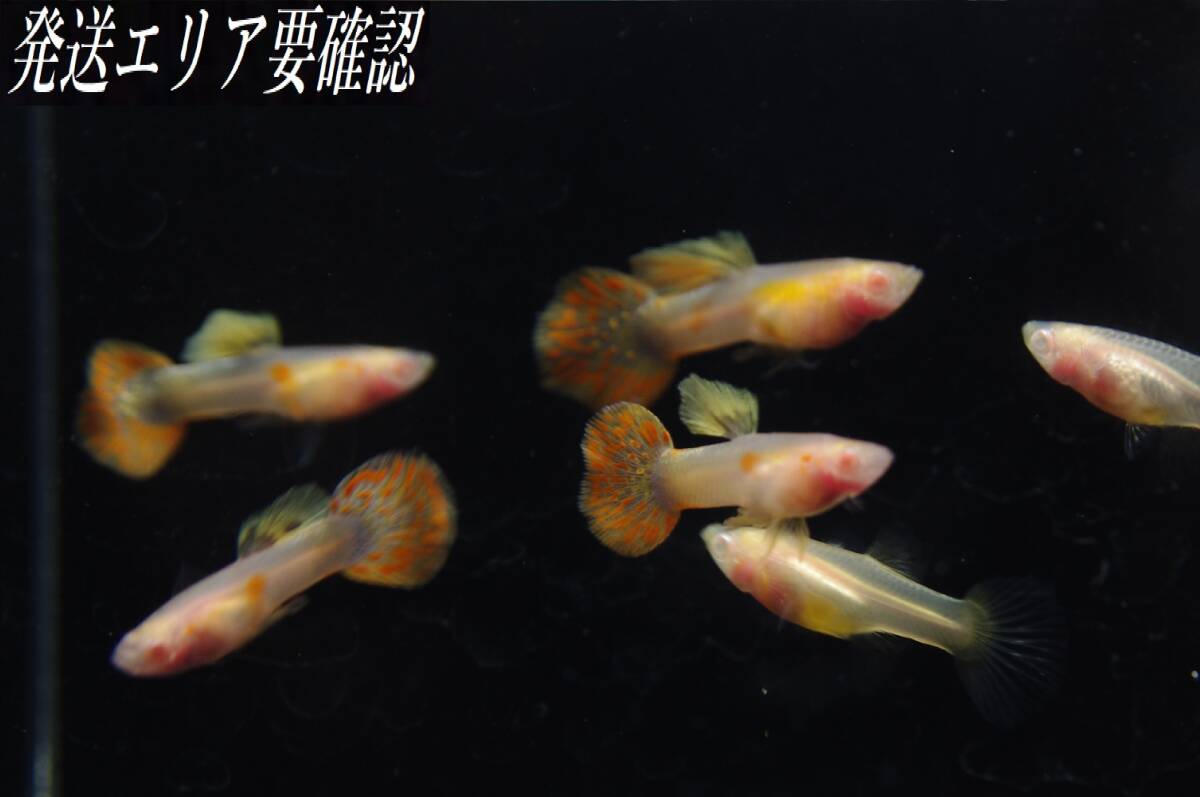 【Big_dream】(西日本限定発送) 国産グッピー RRE.Aプラチナモザイク(グラスベリー) ♂3 ♀2 若個体(小)拍卖