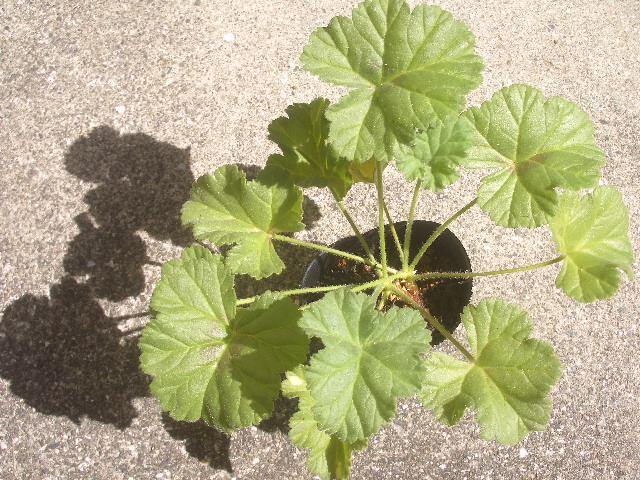 ペラルゴニウム モリコムム 実生苗 多肉植物 塊根拍卖