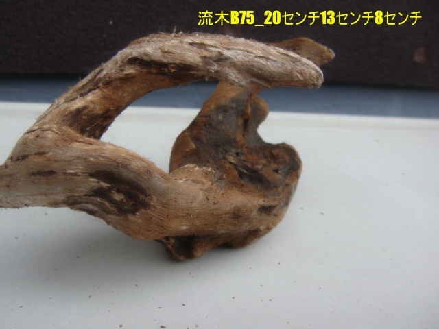 流木B75_20センチ13センチ8センチ拍卖