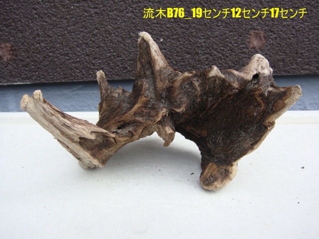 流木B76_19センチ12センチ17センチ拍卖