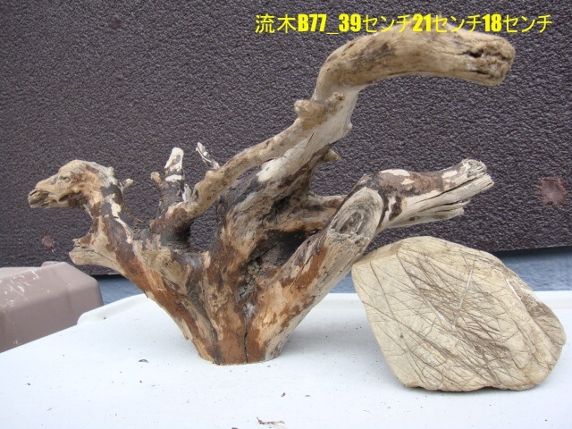 流木B77_39センチ21センチ18センチ拍卖