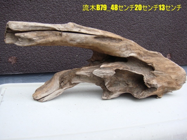 流木B79_48センチ20センチ13センチ拍卖