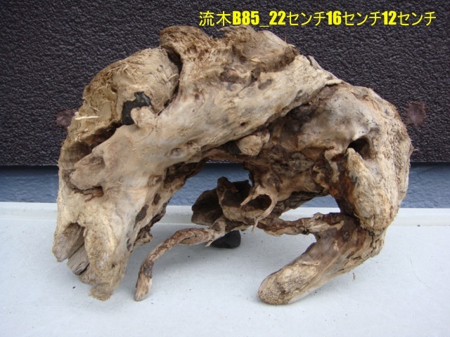 流木B85_22センチ16センチ12センチ拍卖