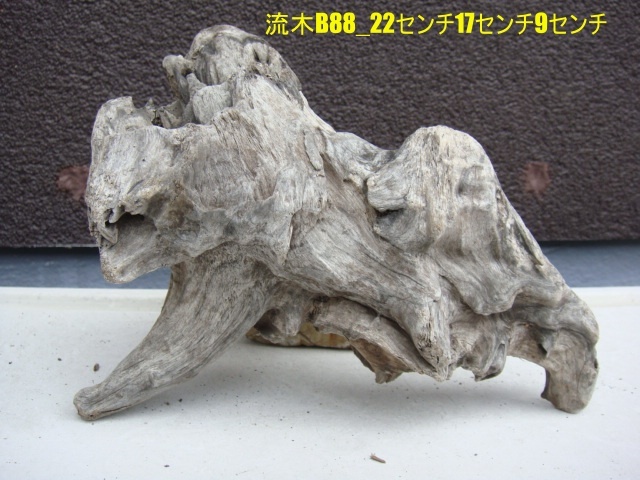 流木B88_22センチ17センチ9センチ拍卖