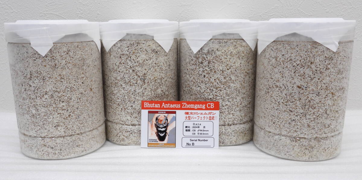 ブータン アンタエウスオオクワガタ シェムガン(CB)血統、幼虫4頭拍卖