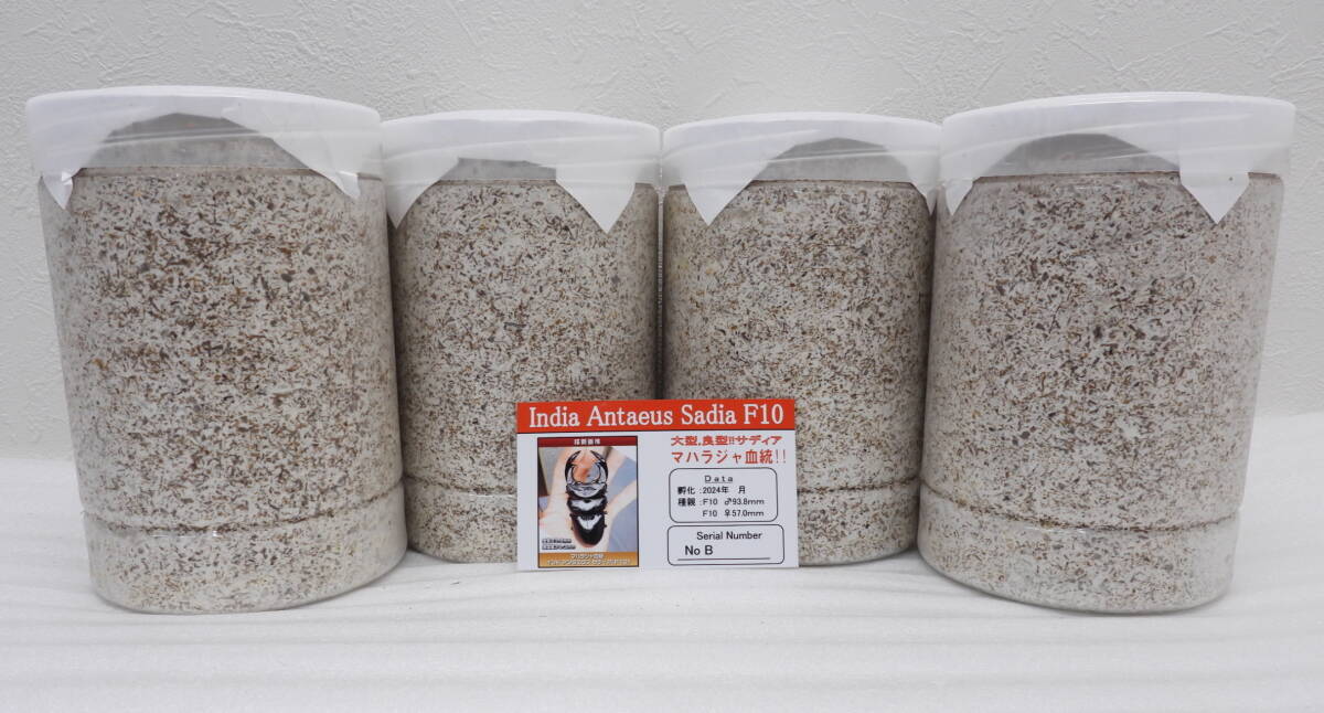 インド アンタエウスオオクワガタ サディア(F10)マハラジャ血統、幼虫4頭拍卖