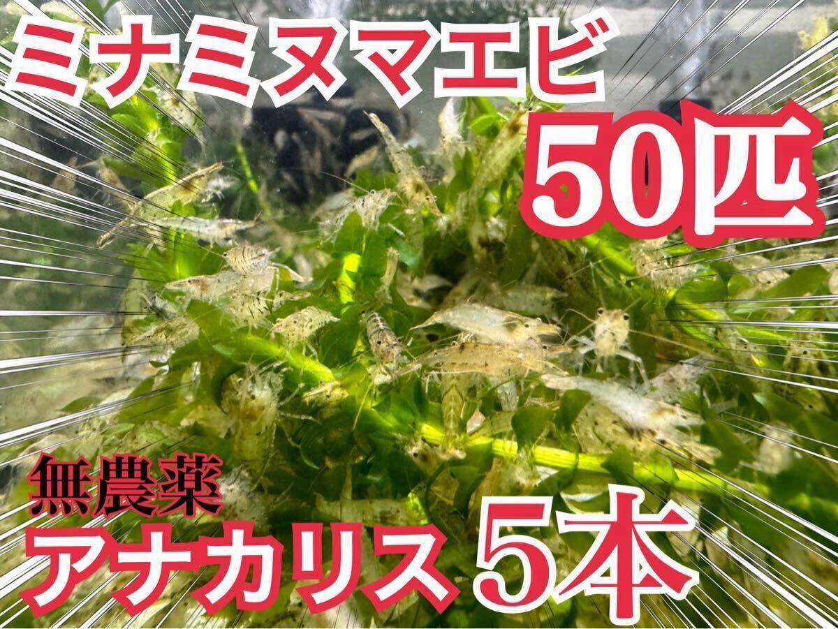 【50匹】無農薬アナカリス5本とミナミヌマエビ50匹 ビオトープ、餌、メダカ、金魚 コケ掃除 送料無料 拍卖