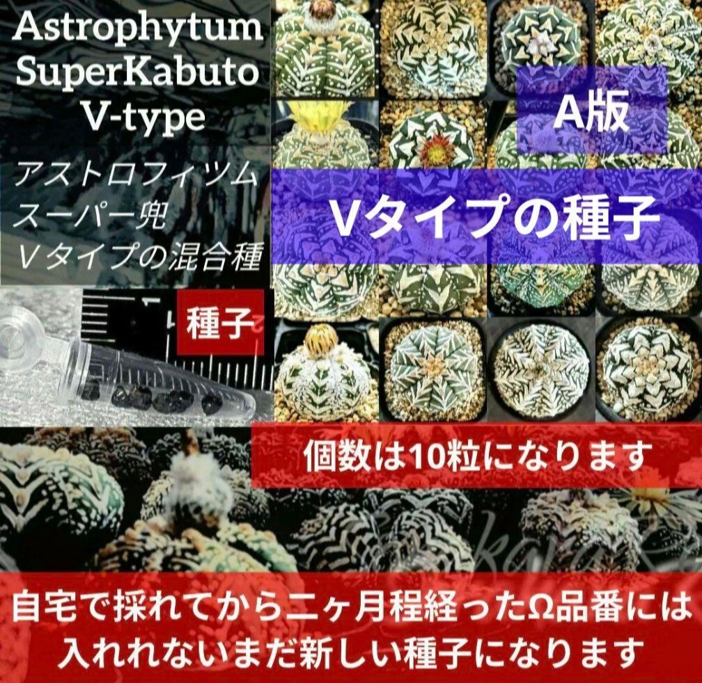 A10 スーパー兜 アストロフィツム Vタイプ アロータイプ 種子 10粒 サボテン 多肉植物 種 Astrophytum拍卖