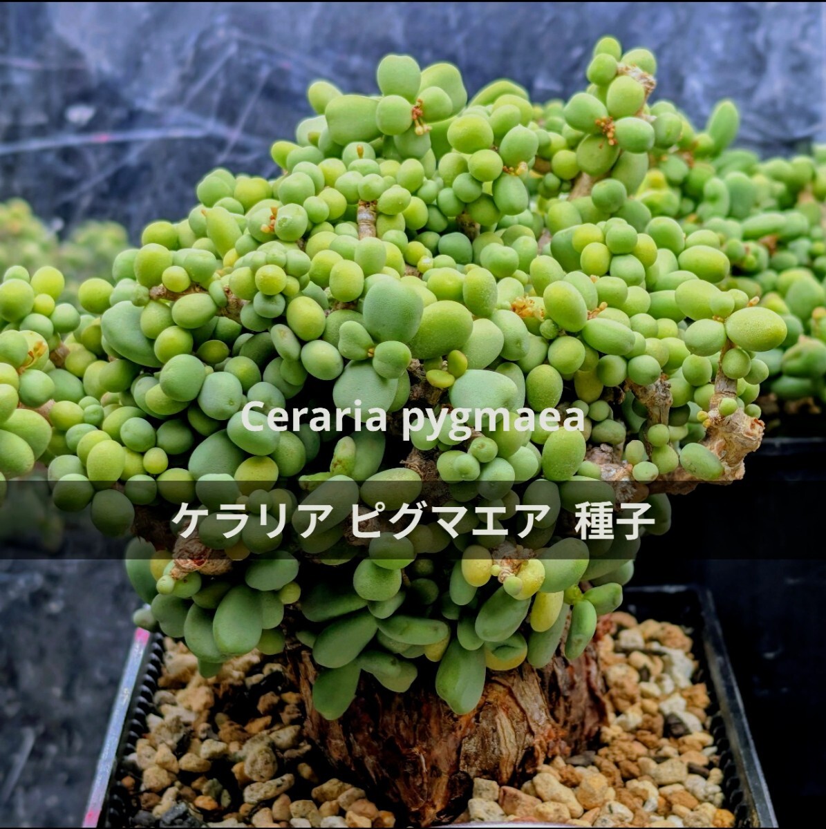 ケラリアピグマエア 種子 個数 13粒 匿名配送 Ceraria pygmaea  ケラリア ピグマエア 塊根 多肉植物拍卖