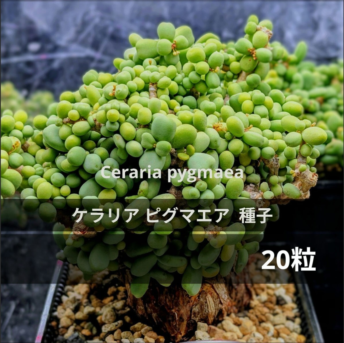 ケラリア ピグマエア 種子 20粒   Ceraria pygmaea コーデックス 匿名配送 ケラリアピグマエア 塊根 観葉植物 多肉拍卖