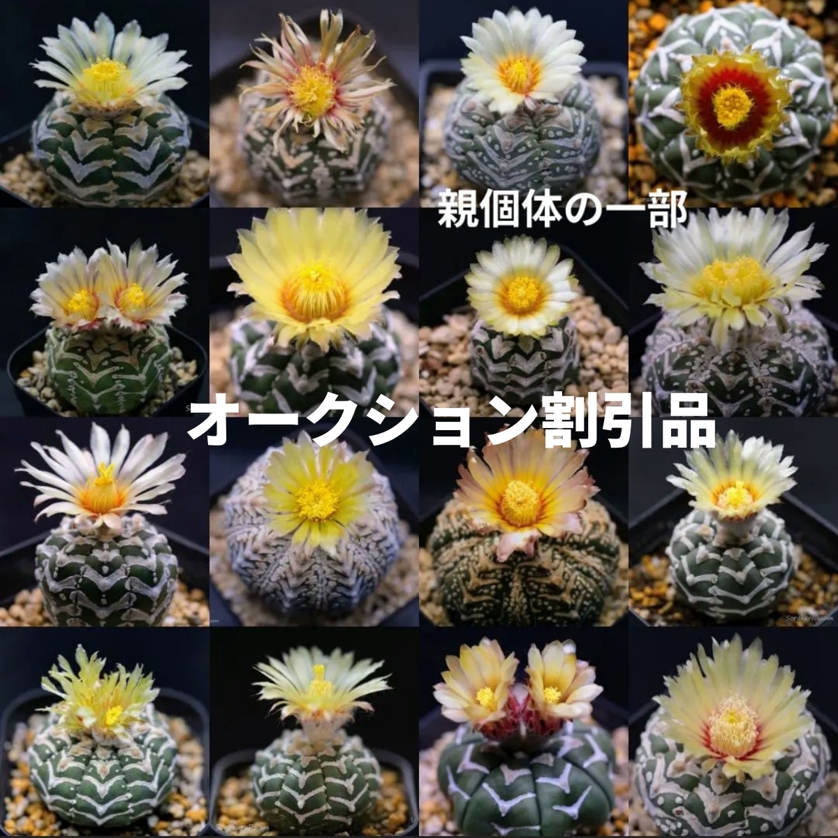 Ω 75粒 Yahooオフ スーパー兜 アストロフィツム Vタイプ アロータイプ 種子 サボテン 多肉植物 オークション割引品拍卖