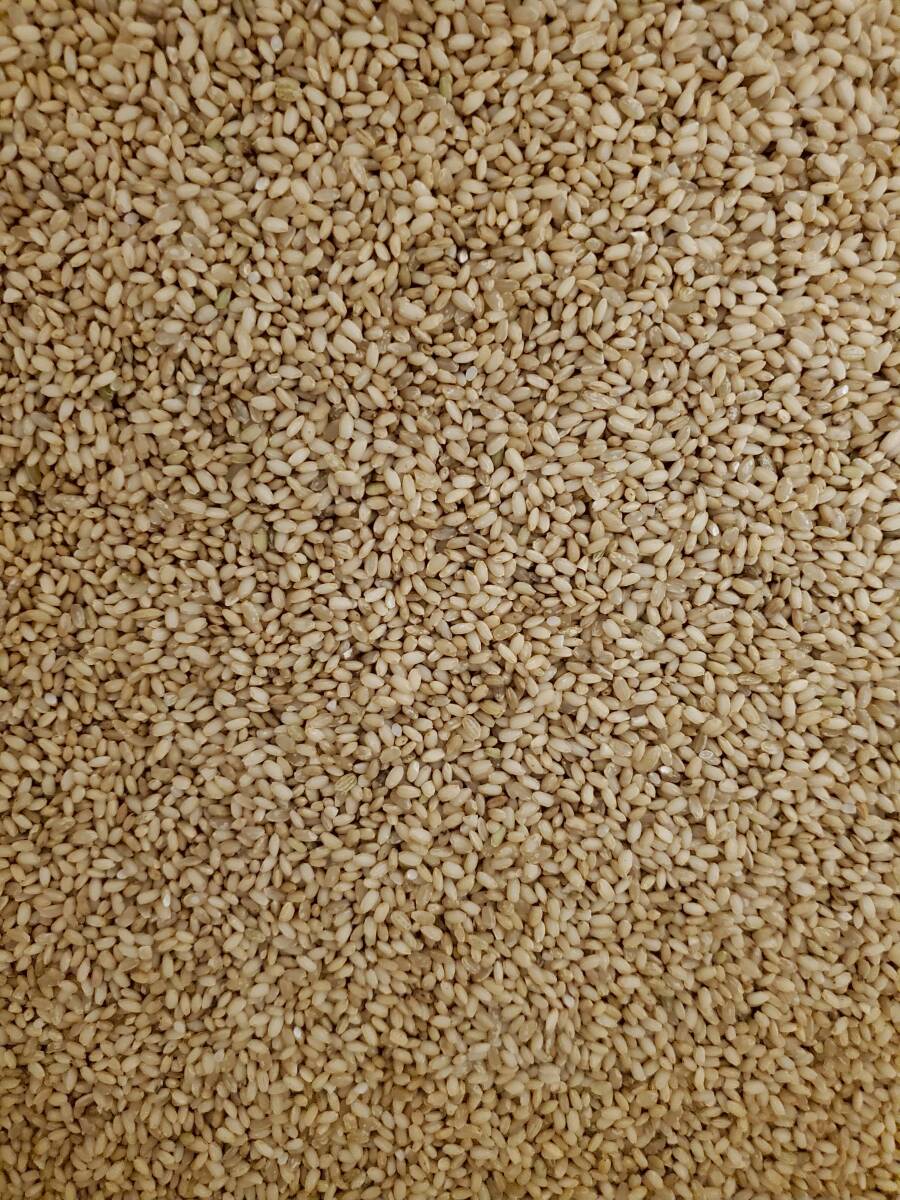 もち米(玄米) くず米 エサ用 約20kg拍卖