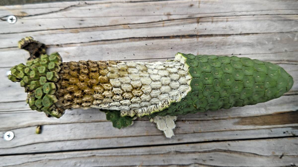 モンステラ果実 熱帯果樹 観葉植物 完熟落果が増えてます今シーズン終了間近拍卖