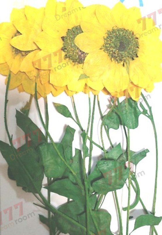 送料無料☆本物 押し花素材 ハンドメイド 花材 DR101H−Y ミニヒマワリ葉付 黄色染 12輪入拍卖