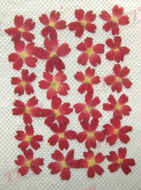 送料無料☆本物 押し花素材 ハンドメイド 花材 DR12DRR 訳アリ 押し花 バーベナ 赤 拍卖