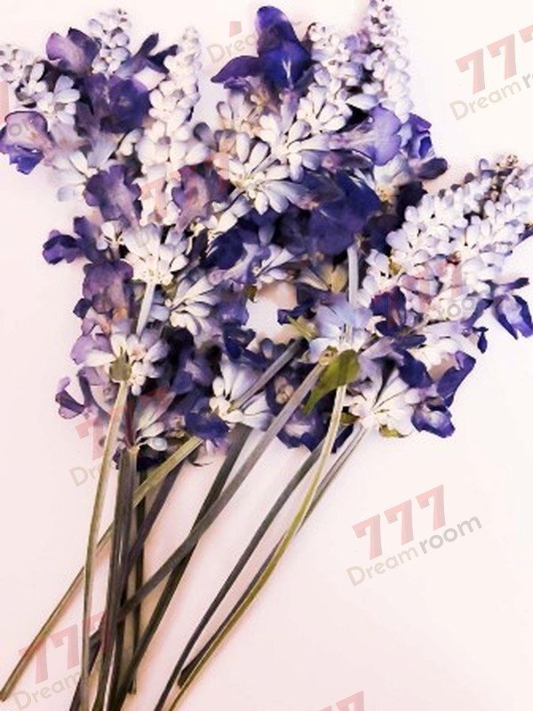 送料無料☆本物 押し花素材 ハンドメイド 花材 DR603 押花素材 ラベンダー 12本拍卖