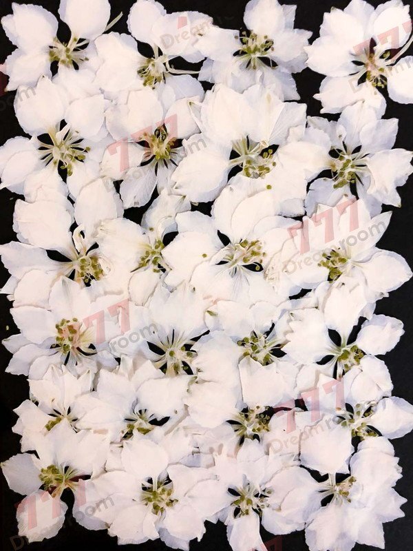 送料無料☆本物 押し花素材 ハンドメイド 花材 DR145W 押花素材 千鳥草 ホワイト拍卖