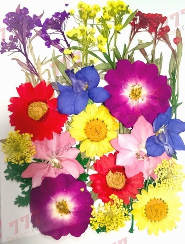 送料無料☆本物 押し花素材 ハンドメイド 花材 押し花セット(F)拍卖