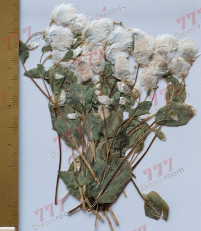 送料無料☆本物 押し花素材 ハンドメイド 花材 DR147H-W ロータンセ蕾 葉付 ホワイト拍卖