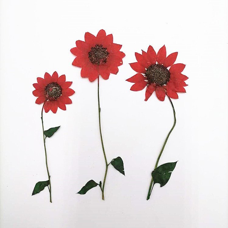 送料無料☆本物 押し花 素材 ハンドメイド 花材 10枚 押し花 ミニヒマワリ レッド染 赤 ひまわり拍卖