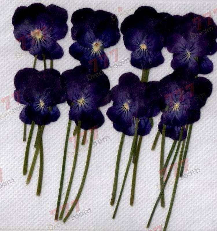 送料無料☆本物 押し花素材 ハンドメイド 花材 DR108H ビオラ枝付  ブルー拍卖