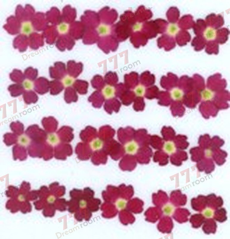 送料無料☆本物 押し花素材 ハンドメイド 花材 DR121R バーベナ 赤拍卖