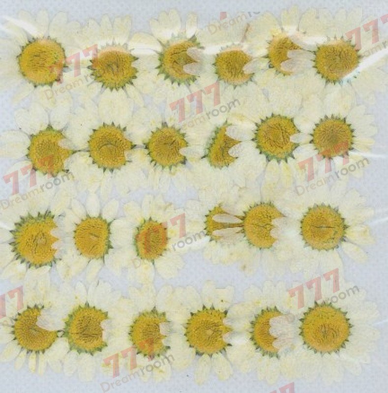 送料無料☆本物 押し花素材 ハンドメイド 花材 DR111 押し花 ノースポール ホワイト染拍卖