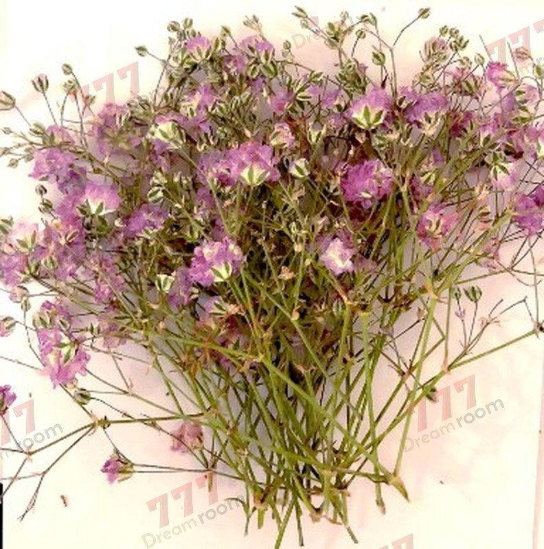 送料無料☆本物 押し花素材 ハンドメイド 花材 DR132P カスミソウ パープル拍卖