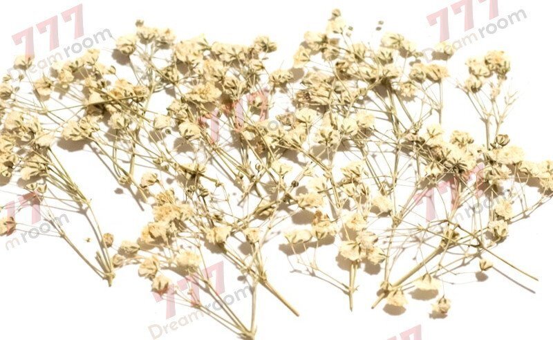 送料無料☆本物 押し花素材 ハンドメイド 花材 DR132W カスミソウ ホワイト 拍卖