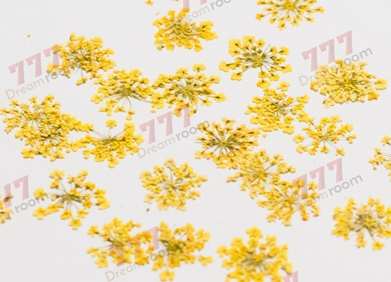 送料無料☆本物 押し花素材 ハンドメイド 花材 DR202Y 押花 レースフラワー黄色染め拍卖