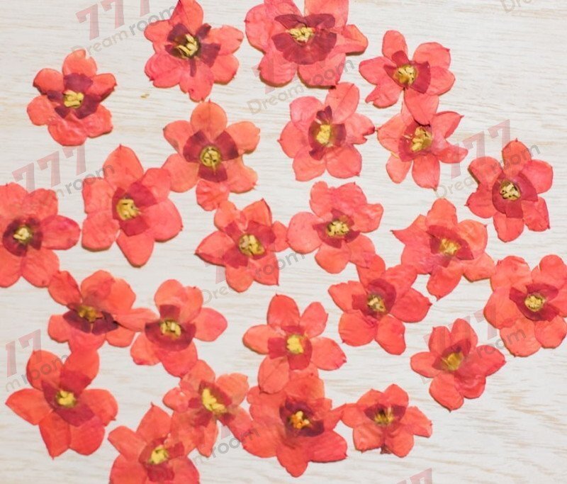 送料無料☆本物 押し花素材 ハンドメイド 花材 DR105R 押し花 水仙の花 赤拍卖