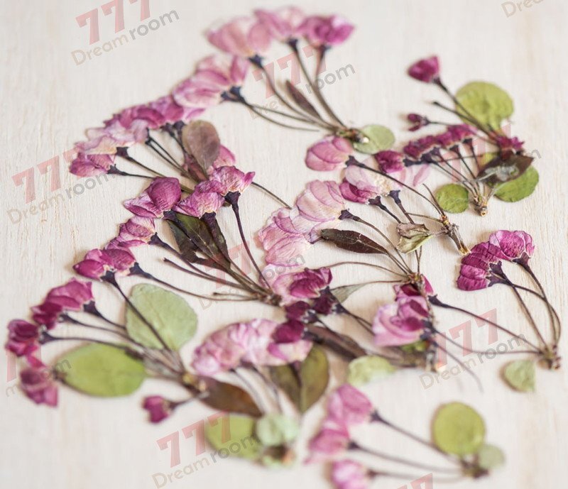 送料無料☆本物 押し花素材 ハンドメイド 花材 DR012 ハナカイドウ 拍卖