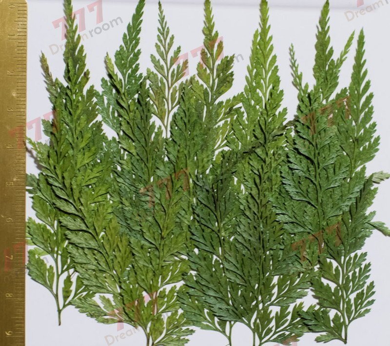 送料無料☆本物 押し花素材 ハンドメイド 花材 DR143 ナライシダ拍卖